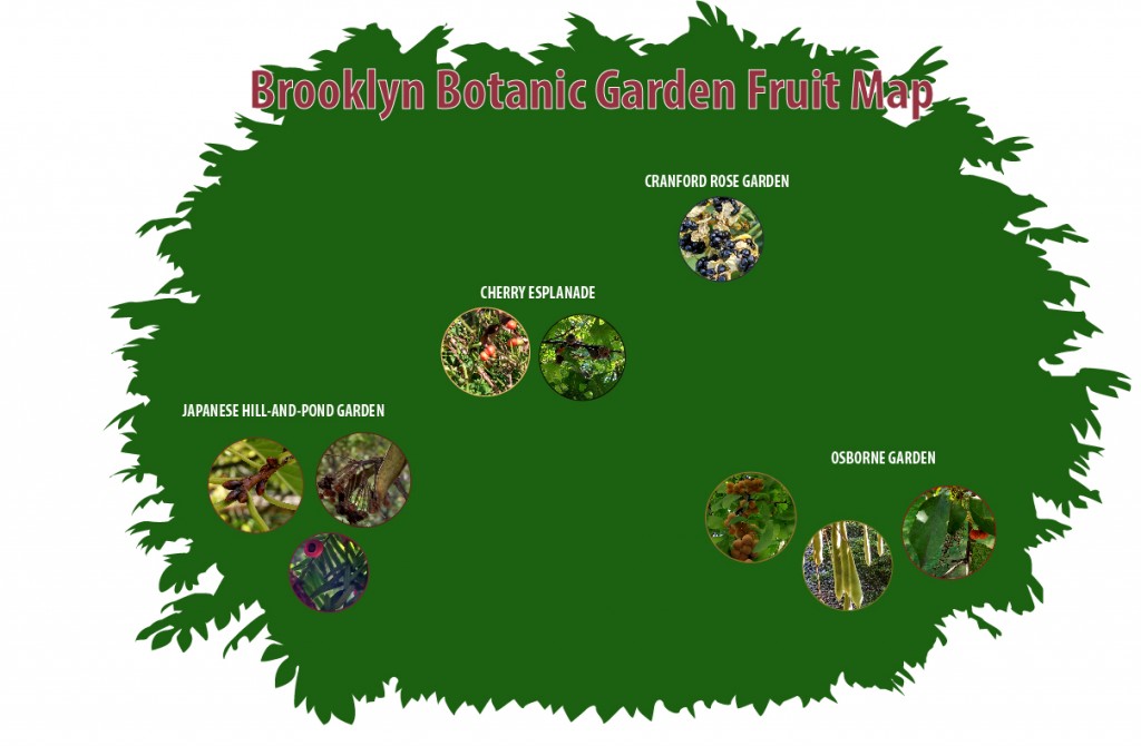 Neeraj_Balani - Brooklyn Botanic Garden Fruit Map (4)