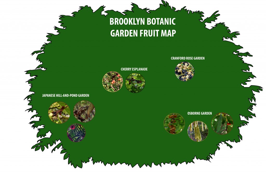 Neeraj_Balani - Brooklyn Botanic Garden Fruit Map (5)