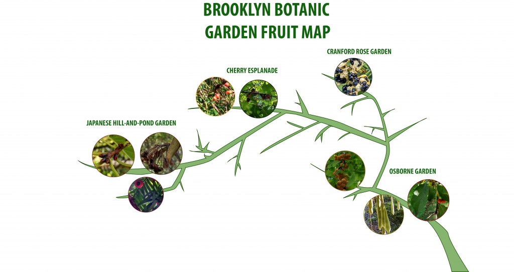 Neeraj_Balani - Brooklyn Botanic Garden Fruit Map (7)