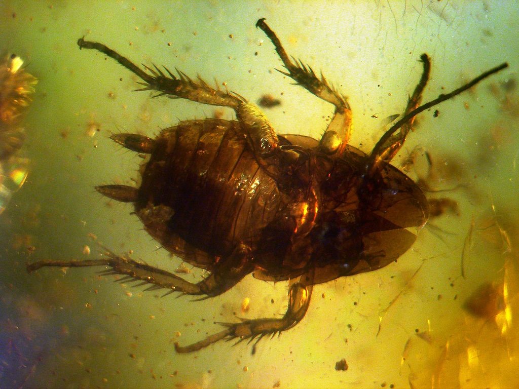 1024px-Baltic_amber_inclusions_-_Cockroach_(Pterygota,_Neoptera,_Dictyoptera,_Blattodea)