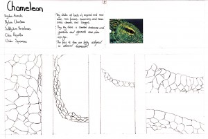 Animal Pattern Research 2-Chameleon (Eric Cheng)