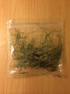 This grass was collected from the green area near the East Rivas