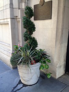 A Plant Outside A Building.