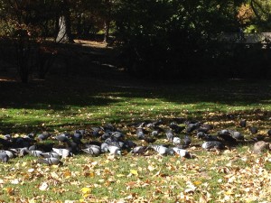 A Flock Of Pigeons.