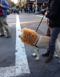 A Lion/ Dog.