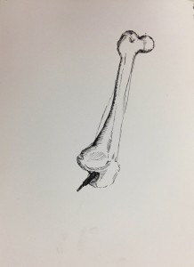 First Bone.