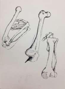 Third Bone- The Leg.