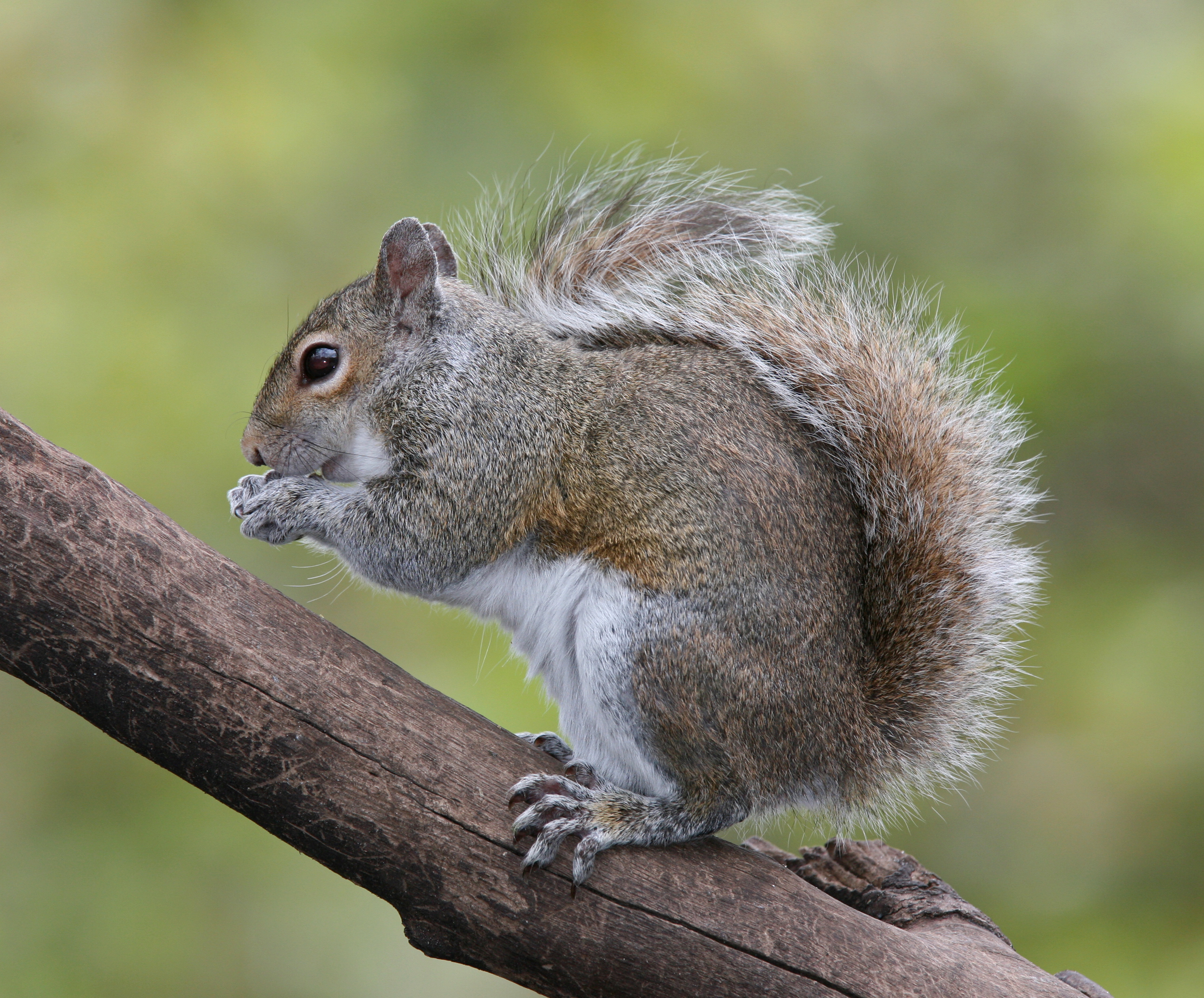 Urban Ecology Field Action: Eastern Grey Squirrels
