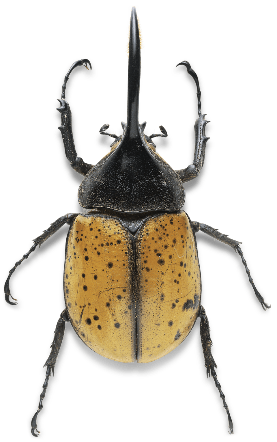 Beetle Mask