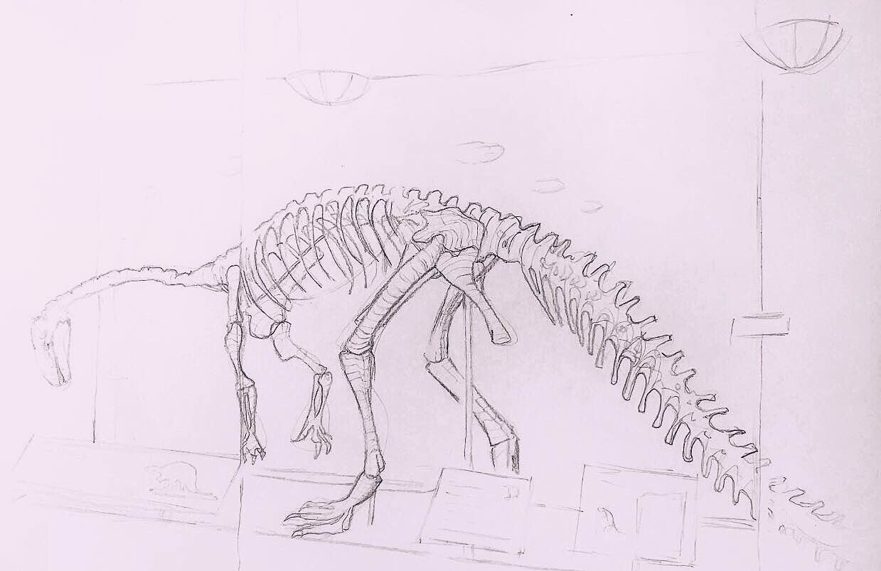 Plateosaurus Trossingensis – Line Drawing