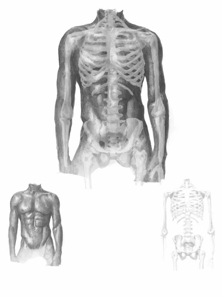 drawing-torso