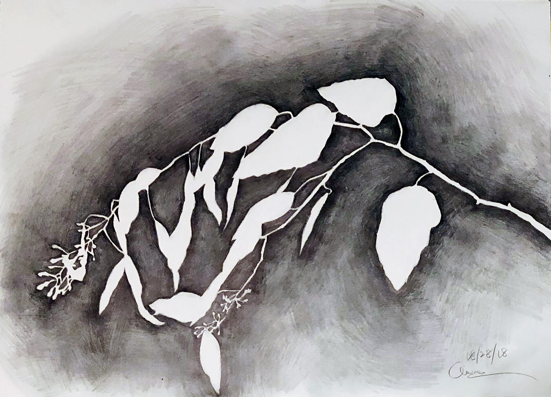 The Negative Space Outline Drawing of Leaves and Branches