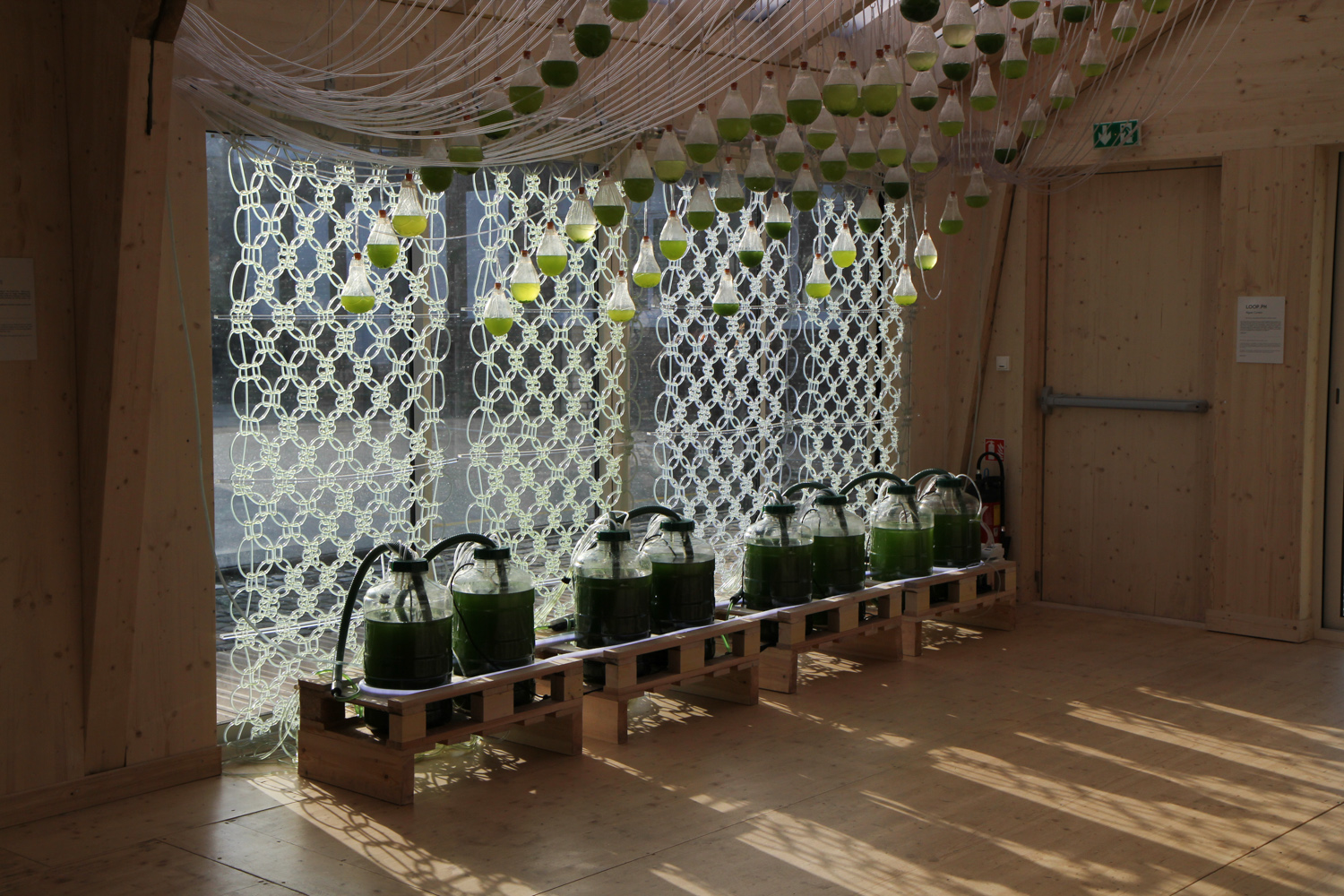 Algae curtain for bio-fuel production