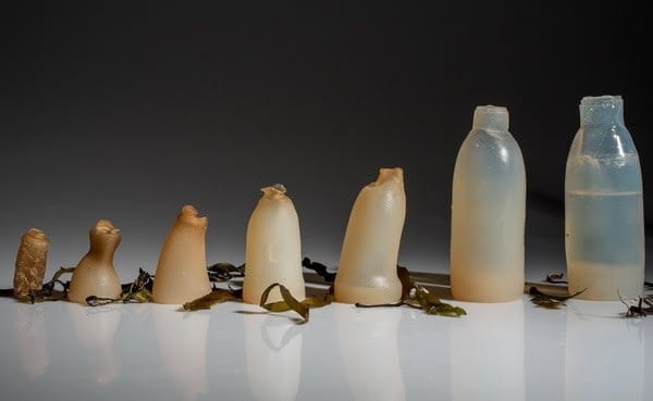 Biodegradable algae water bottle