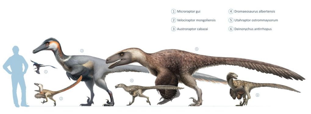 Dromaeosaur size comparison