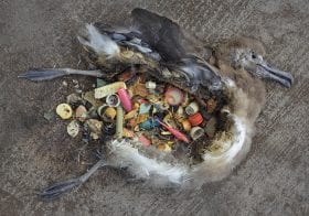 Reflection: Even our own bodies now contain plastic waste. It’s time to get drastic