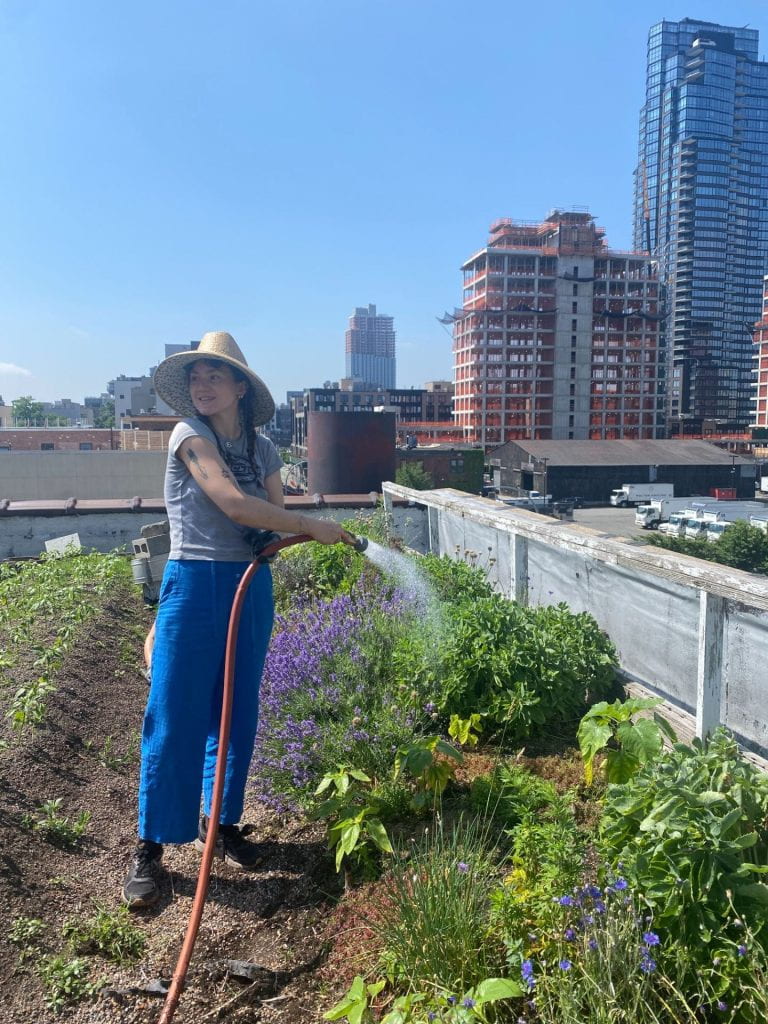 Harvesting calendula and watering lavender in the sun on organic farm, Eagle Street Rooftop Farm.