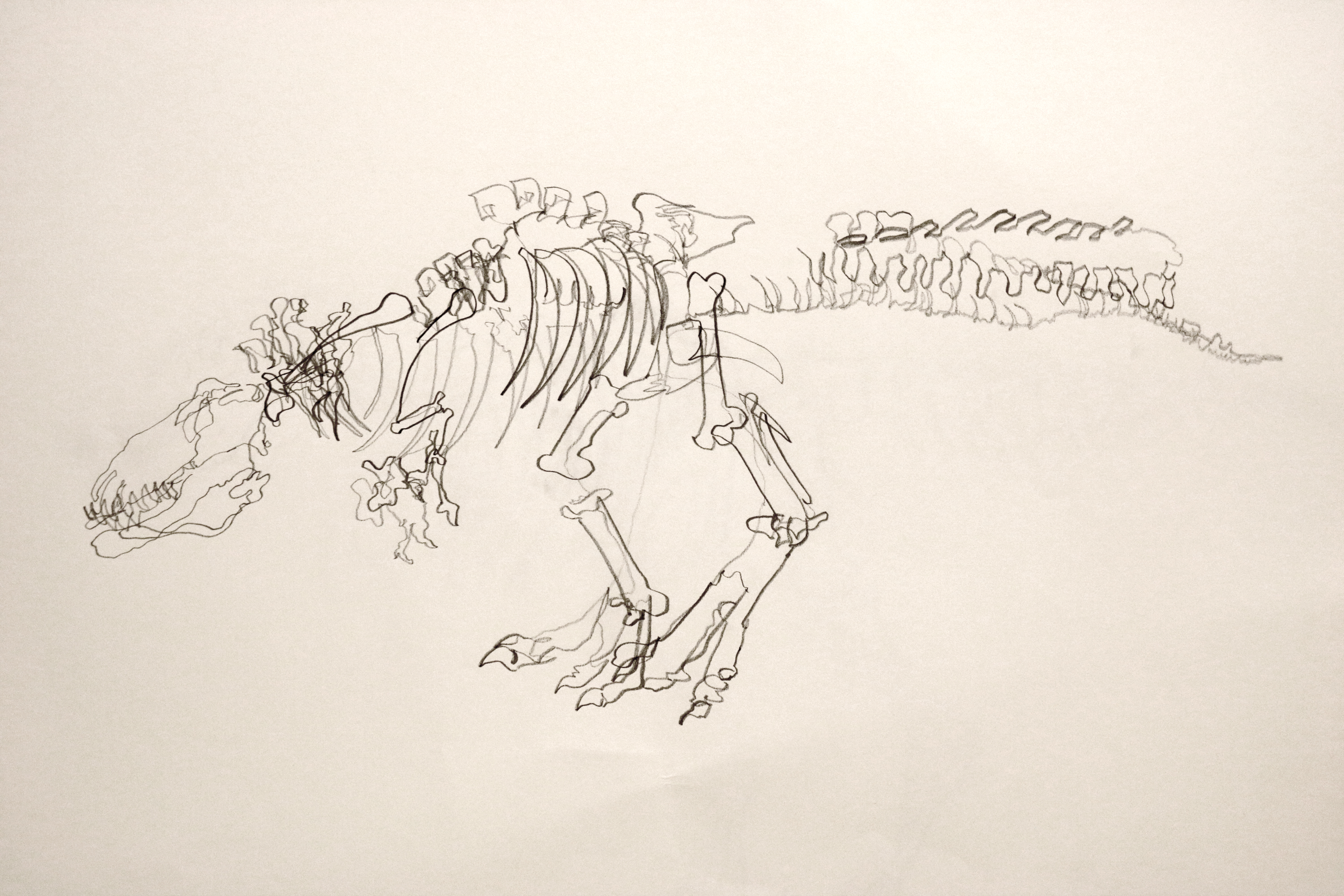 T-rex Blind Contour Drawing