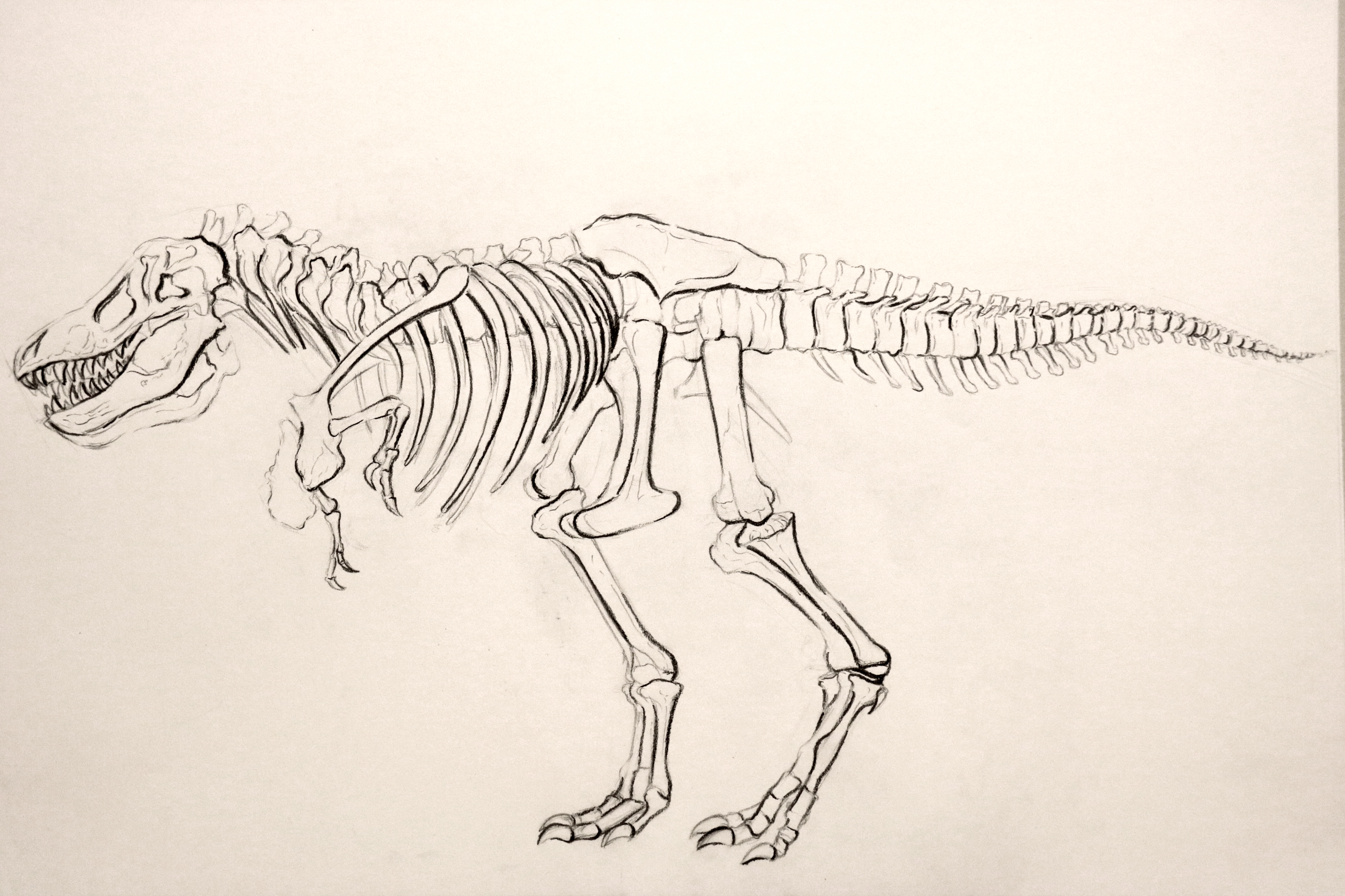 T-rex Line Drawing
