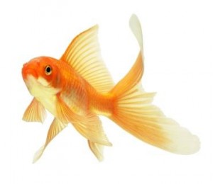 136437-372x323-goldfish