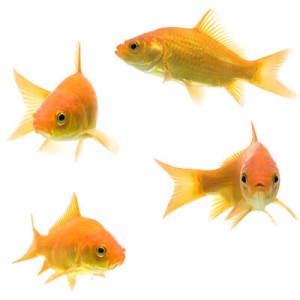 group-of-common-goldfish