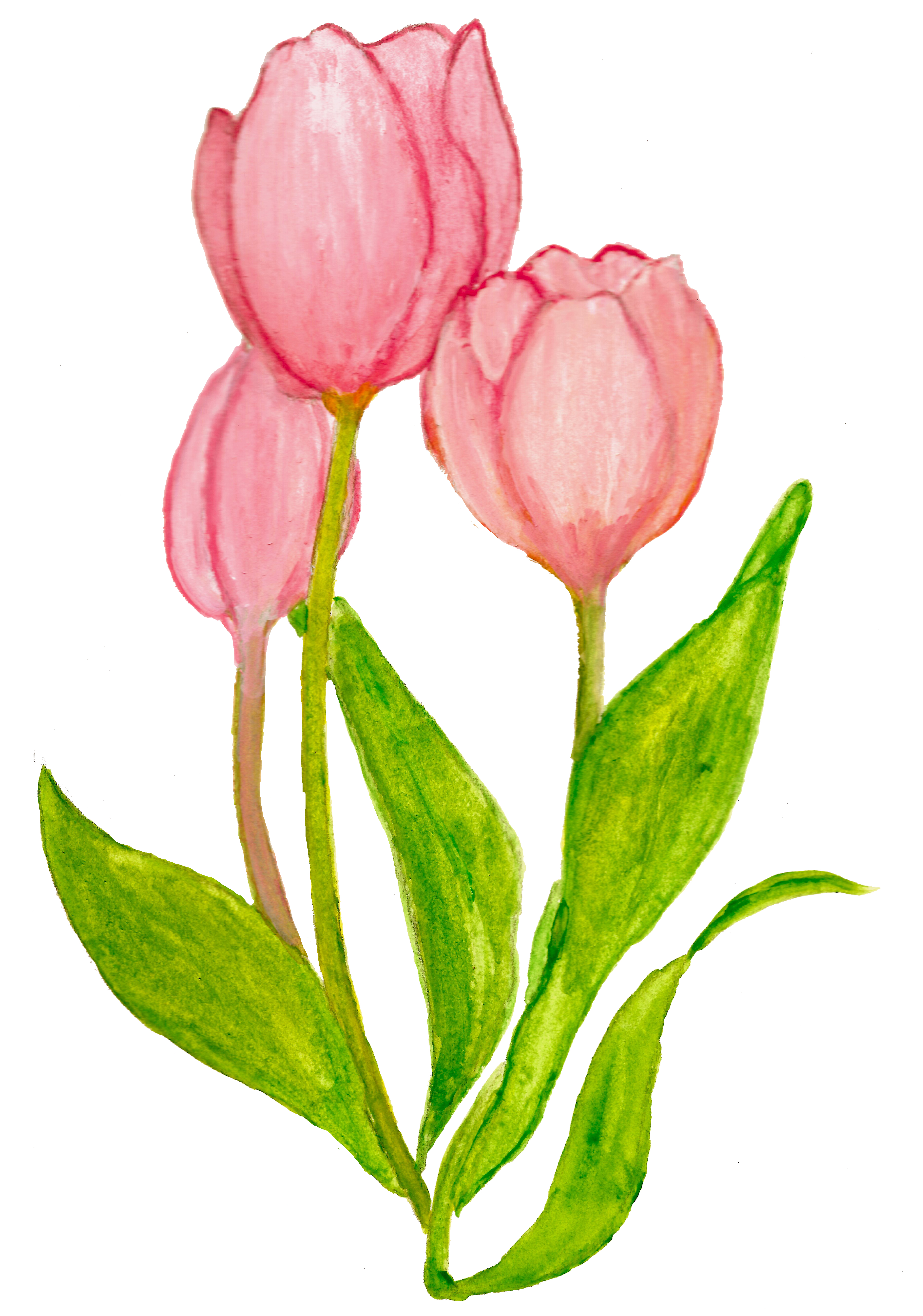 original tulip
