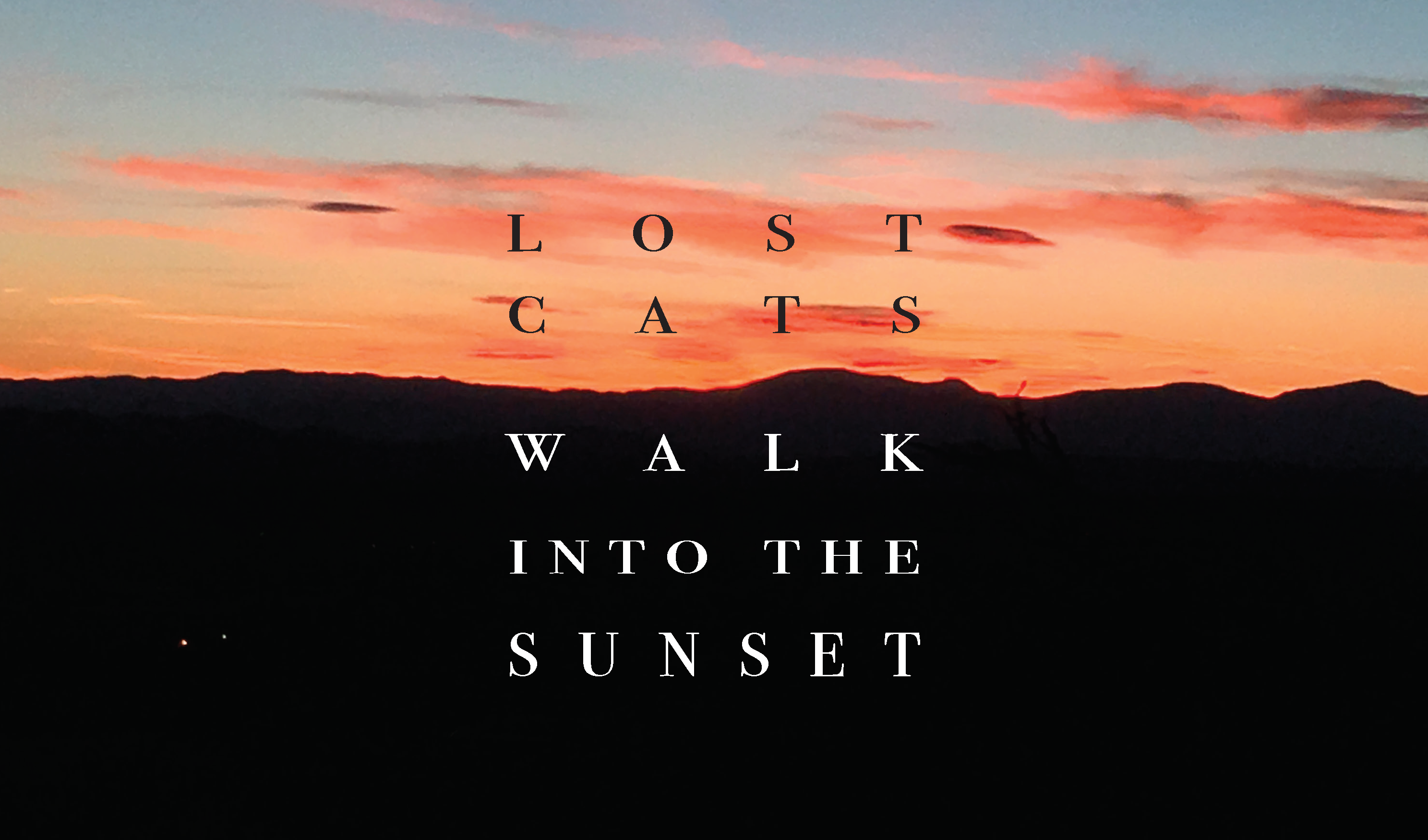 lost cats walk into the sunset