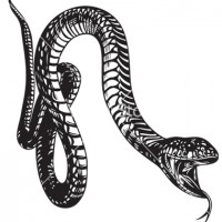 big-snake-vector-1094313