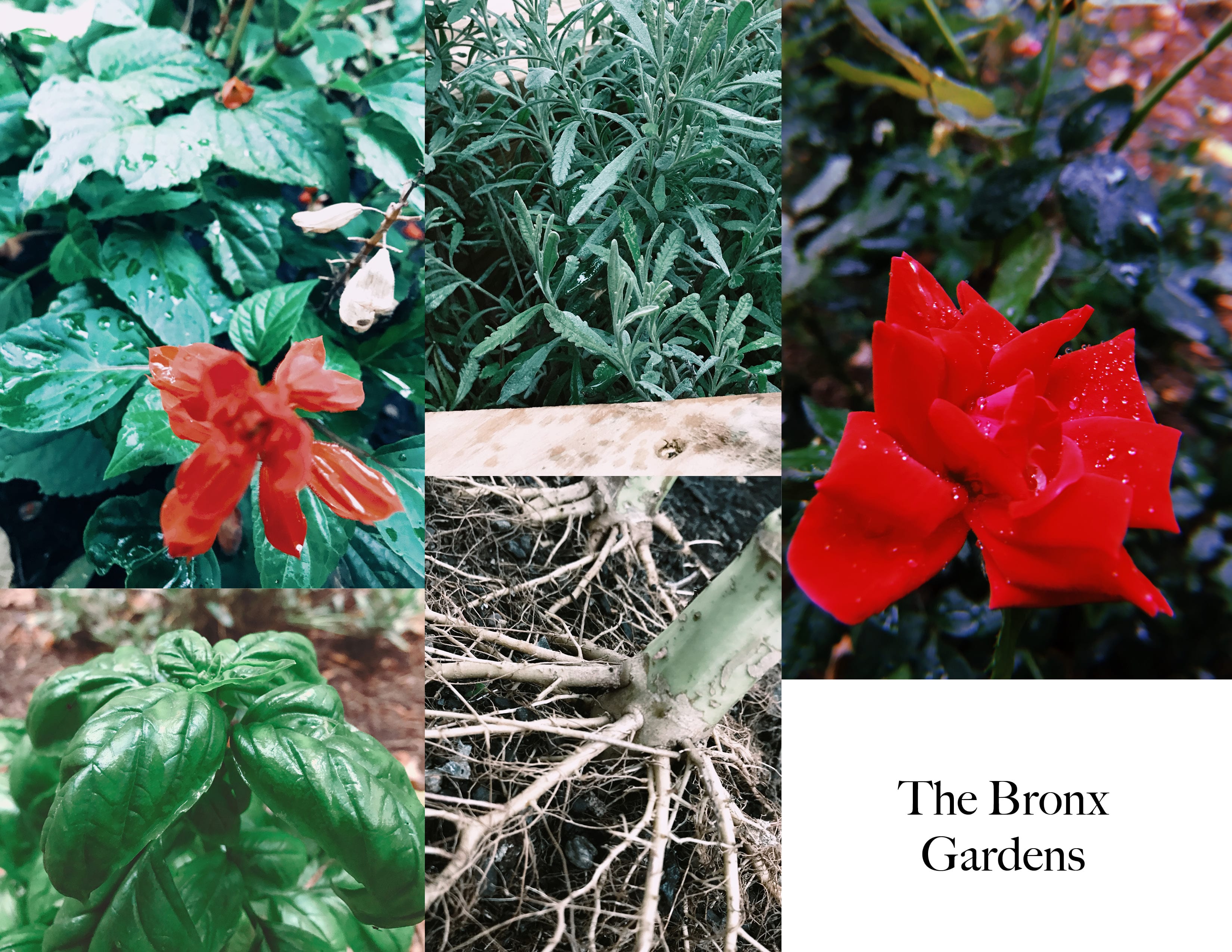 The Bronx: Garden Trip
