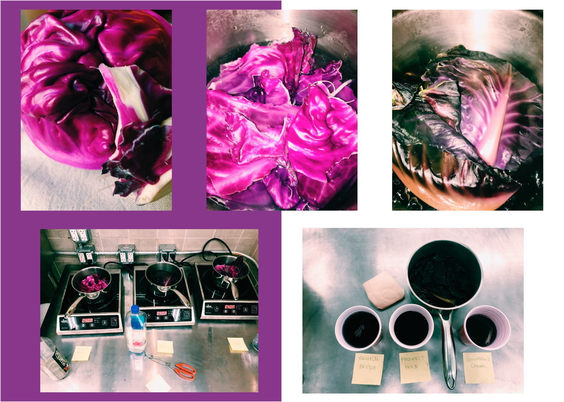 Natural Dye Water Pollution Mapping Experiment: Cabbage