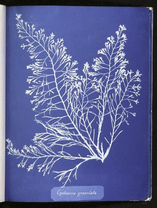 Readings: Anna Atkins Sun Gardens & Cradle to Cradle
