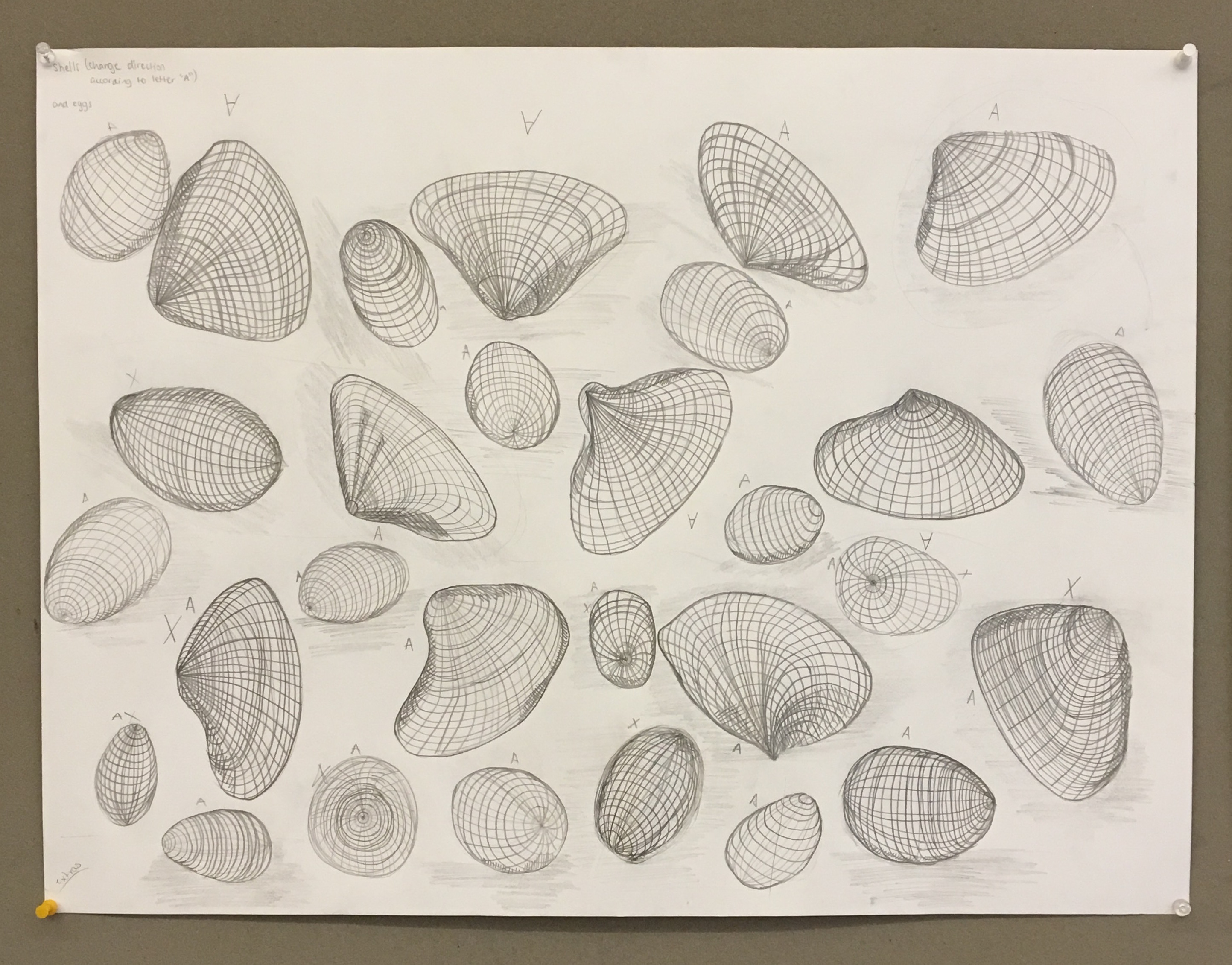 Drawing and Imaging: Eggs and Shells