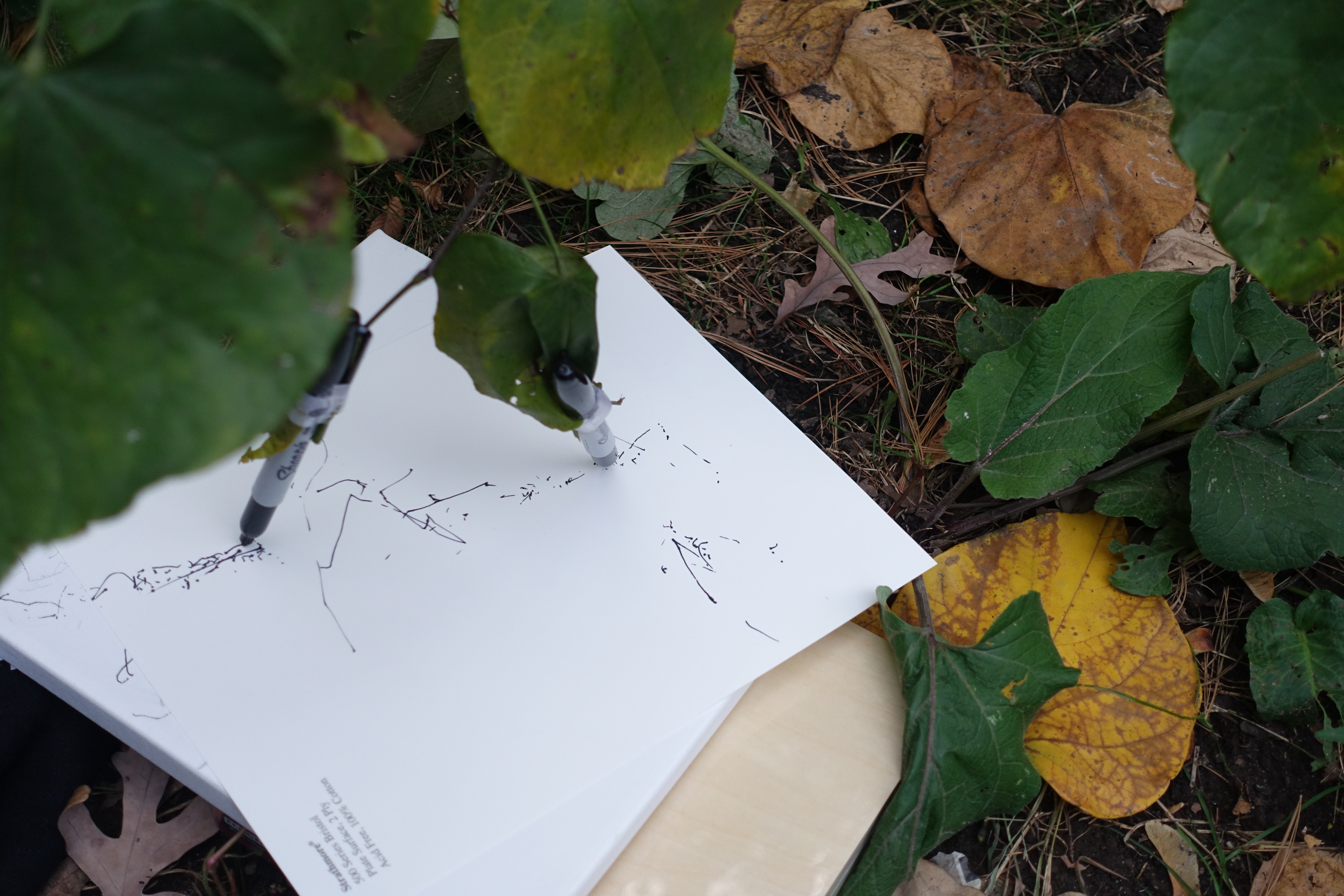 SPACE AND MATERIALITY – Project 4 Tree Drawings
