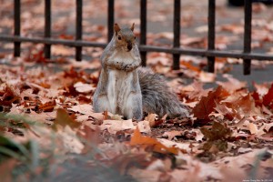 Autumn In NYC-Vigilance