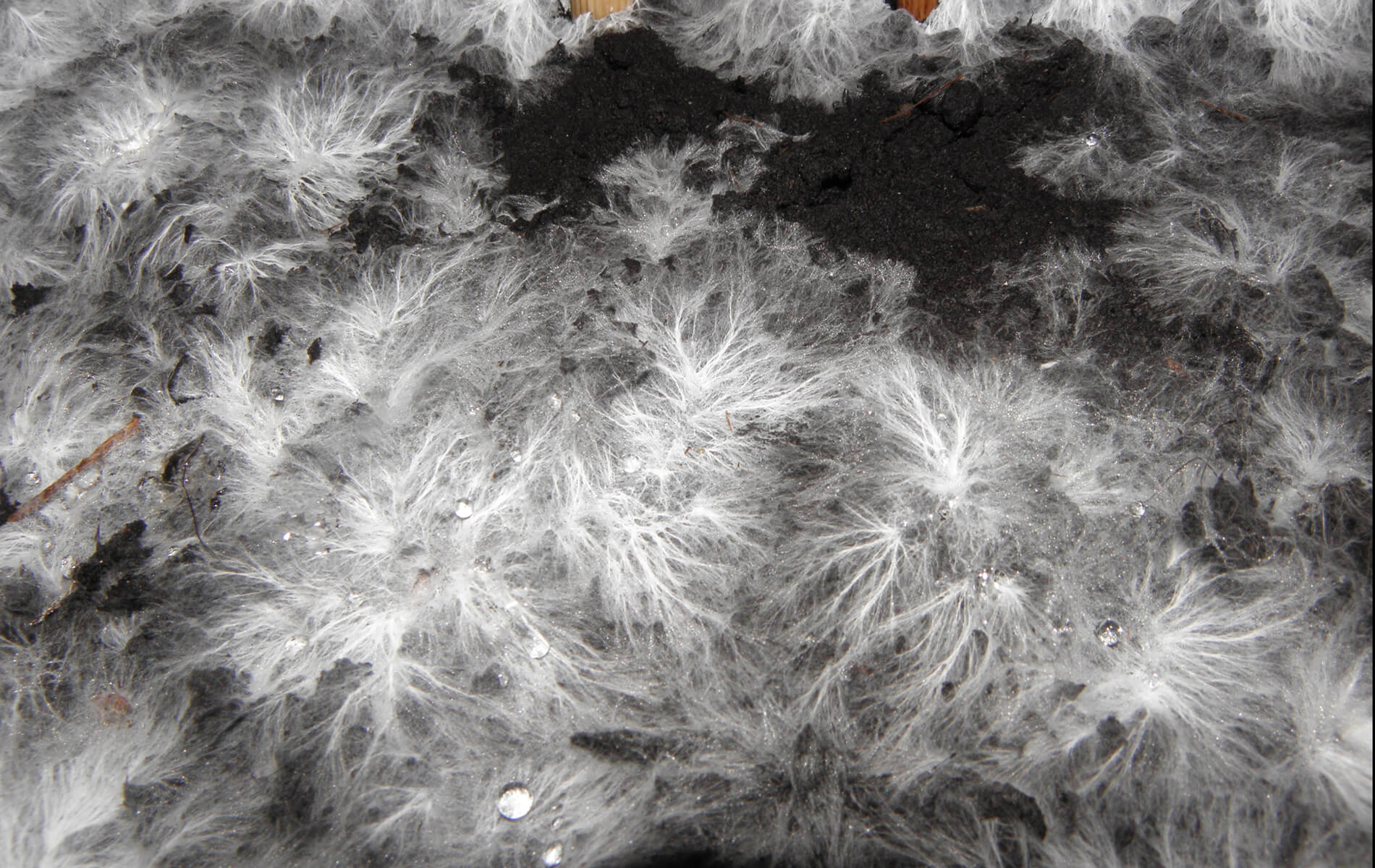 Biomaterial Experiment: Mycelium