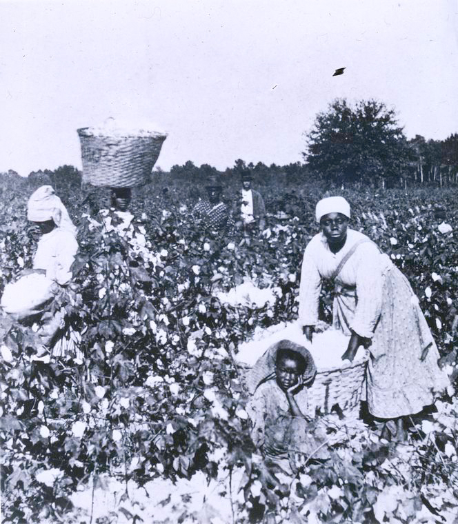 Schomburg Center for Research in Black Culture, Photographs and Prints Division, The New York Public Library. "Picking cotton." The New York Public Library Digital Collections. http://digitalcollections.nypl.org/items/510d47dc-4905-a3d9-e040-e00a18064a99