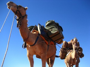 9-camels