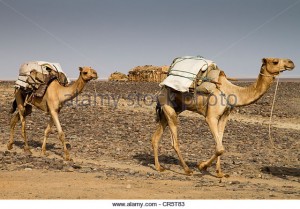 camel-caravan-carrying-salt-from-the-mines-in-dallol-danakil-depression-cr5t83