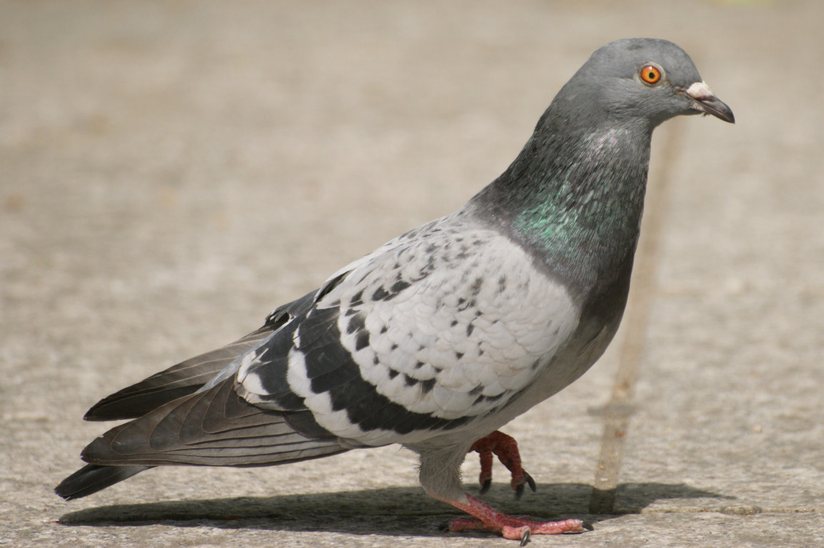 Urban Ecology Project: Feral Pigeons