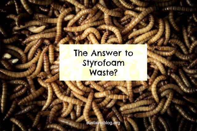 Sustainable Systems: Meal worms