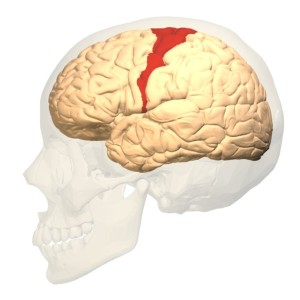 primary-motor-cortex