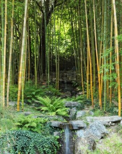 1951907-traditional-japanese-park-on-the-bank-of-the-italian-lake-the-cascade-of-falls-in-a-bamboo-grove