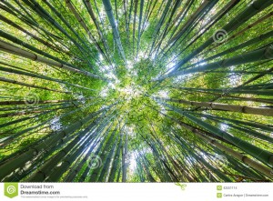 bamboo-sky-photography-ground-to-forest-42551114