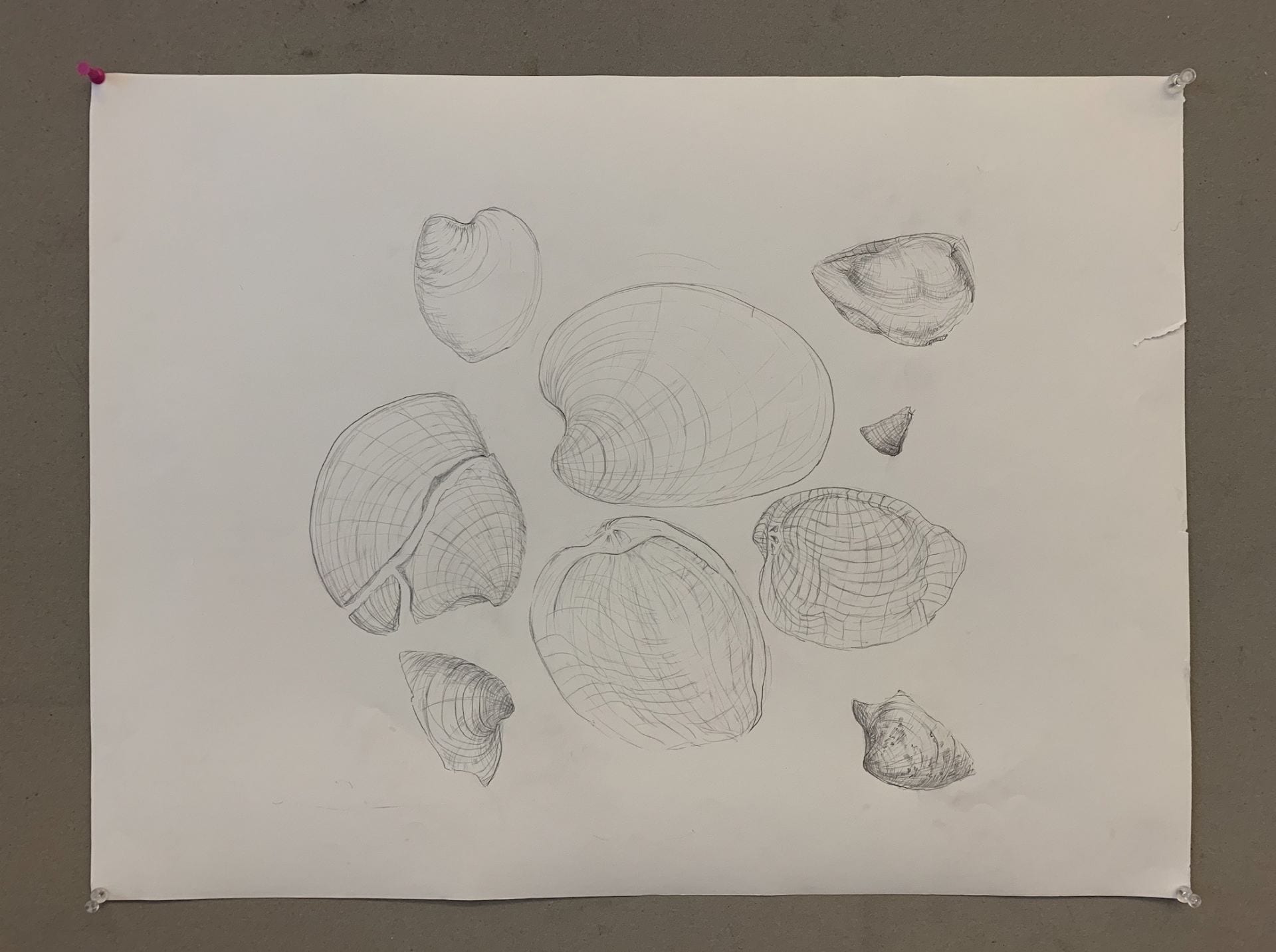 Shell Drawing with Countour lines