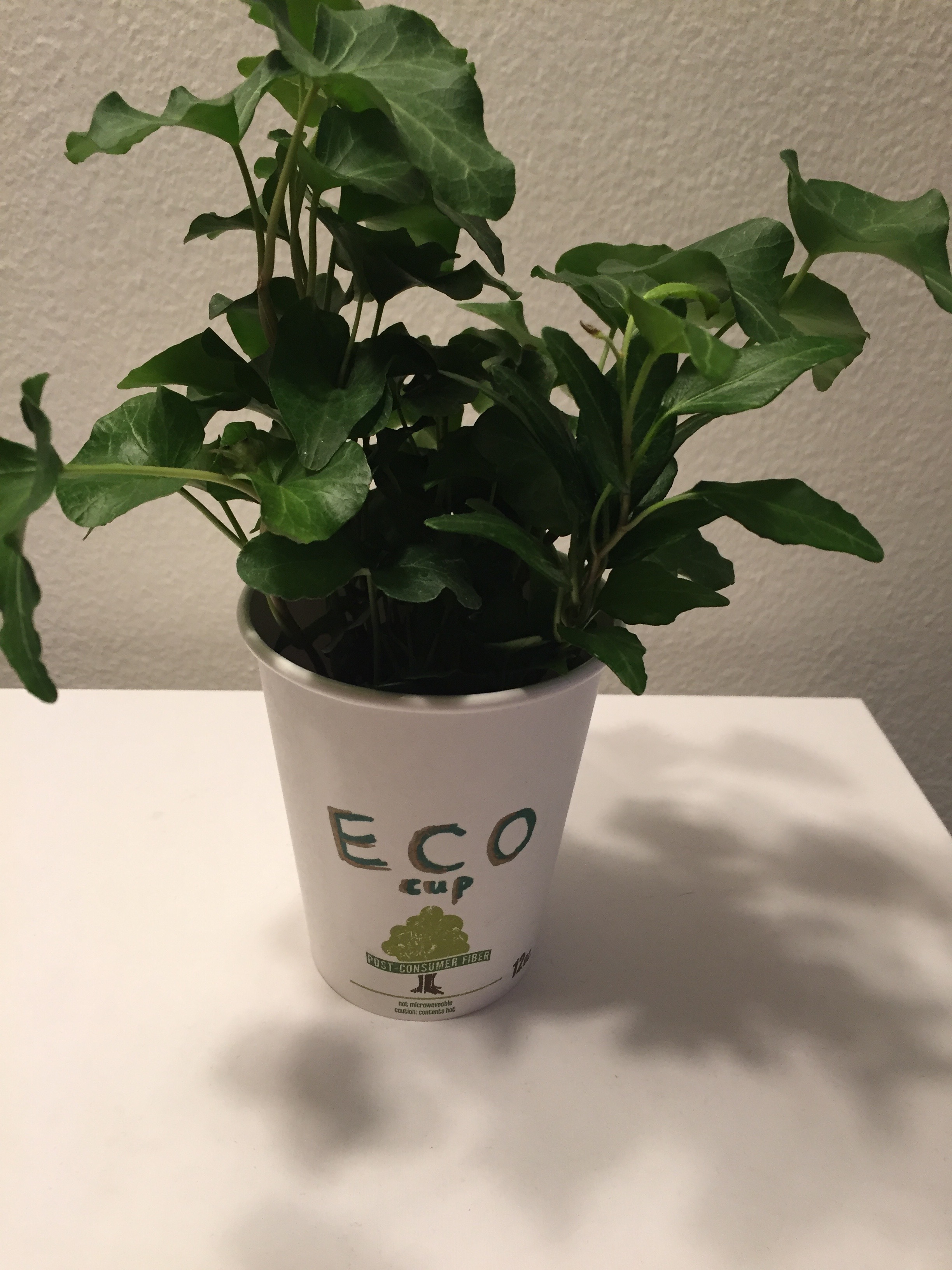 Studio 1 Final Project Eco cup